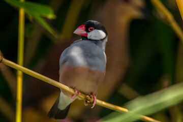 The Java sparrow (Lonchura oryzivora), also known as Java finch, Java rice sparrow or Java rice bird, is a small passerine bird