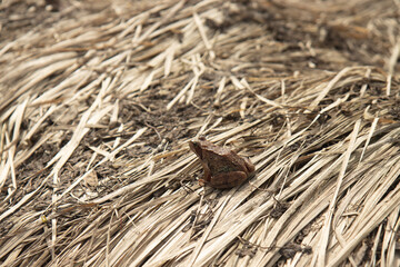 The frog is sitting on dry grass. A frog in close-up on dry grass.
