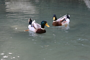 ducks in the river