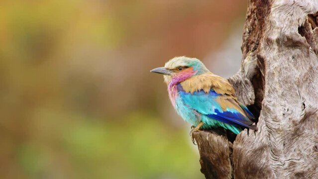 Portrait of a Lilac-breasted roller (Coracias caudatus) perched on a tree. Botswana, South Africa. 