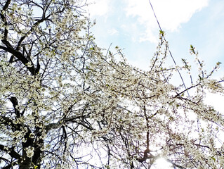 Caution Sign - Allergy Season Ahead, Pollen