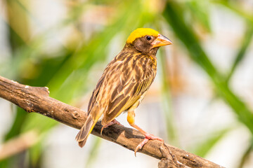 The streaked weaver (Ploceus manyar) is a species of weaver bird found in South Asia and South-east Asia