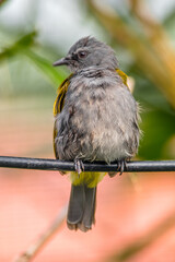 The grey-bellied bulbul (Ixodia cyaniventris) is a species of songbird in the bulbul family. It is found on the Malay Peninsula, Sumatra and Borneo.
