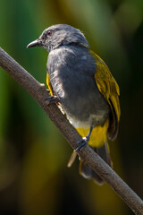 The grey-bellied bulbul (Ixodia cyaniventris) is a species of songbird in the bulbul family. It is found on the Malay Peninsula, Sumatra and Borneo.