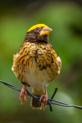 The streaked weaver (Ploceus manyar) is a species of weaver bird found in South Asia and South-east Asia
