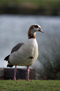 Adult Egyptian goose
