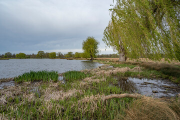 Willow tree and reeds growing in spring