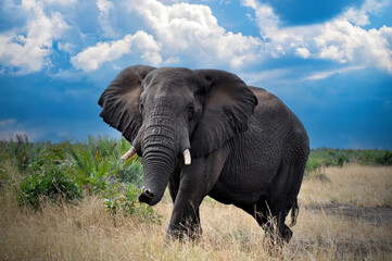 An African elephant on the vast plains of Africa.  It is the largest land mammal in the world.
