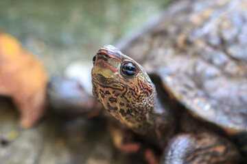 La tortuga tiene una bella mirada