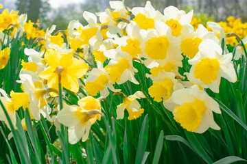 close-up photo of daffodils in the park