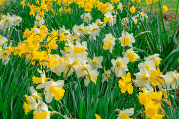 Fototapeta premium close-up photo of daffodils in the park