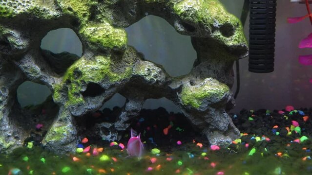 Close up view of glofish in aquarium. Glow fish different colored in tank with big stone, decorations. Algae in aquarium. Gymnocorymbus ternetzi.