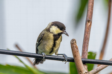 The great tit (Parus major) is a small passerine bird in the tit family Paridae