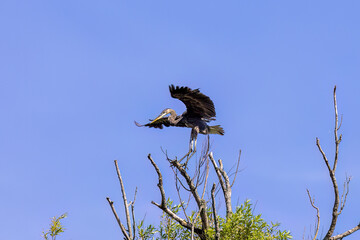 Great blue heron (Ardea herodias) in flight