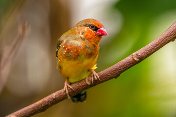 The red avadavat, red munia or strawberry finch, is a sparrow-sized bird of the family Estrildidae. It is found in the open fields and grasslands of tropical Asia and is popular as a cage bird due to 