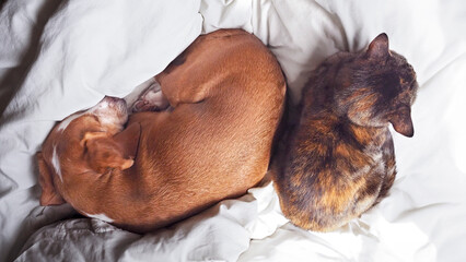 beagle and tortoiseshell cat sleeping together, 16:9 widescreen wallpaper