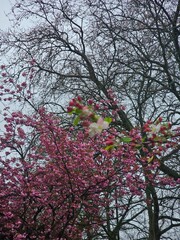 blossom