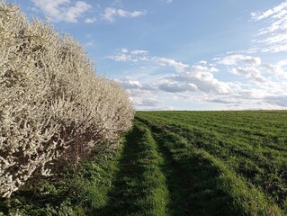 In the left corner of the photo, flowering thorn bushes stretch along a field with green wheat in...