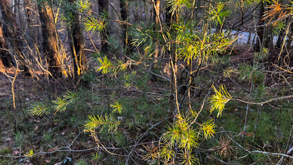 Green needles of pine tree branches in dark forest. Fir tree woods in spring. Nature in countryside. Woodland at golden hour. Film grain texture. Soft focus. Blur