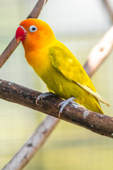A lovebird (Agapornis) is a type of parrot. There are nine species. They are a social and affectionate small parrot.