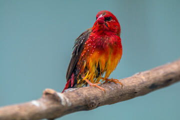 The red avadavat, red munia or strawberry finch, is a sparrow-sized bird of the family Estrildidae. It is found in the open fields and grasslands of tropical Asia and is popular as a cage bird due to 