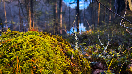 Close-up moss in dark forest. Macro green vegetation in dense woods in spring. Autumn woodland. Fall nature. Golden hour in countryside. Film grain texture. Soft focus. Blur