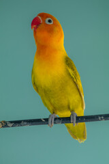 A lovebird (Agapornis) is a type of parrot. There are nine species. They are a social and affectionate small parrot.