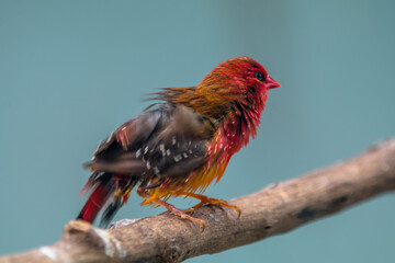 The red avadavat, red munia or strawberry finch, is a sparrow-sized bird of the family Estrildidae. It is found in the open fields and grasslands of tropical Asia and is popular as a cage bird due to 