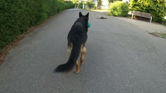 Deutscher Schäferhund läuft voraus. Kamera Ansicht von hinten folgend	