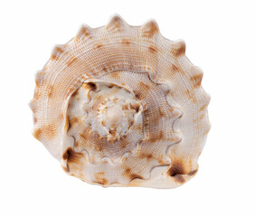 Closeup of Helmet Cassis Cornuta Shell isolated on white background