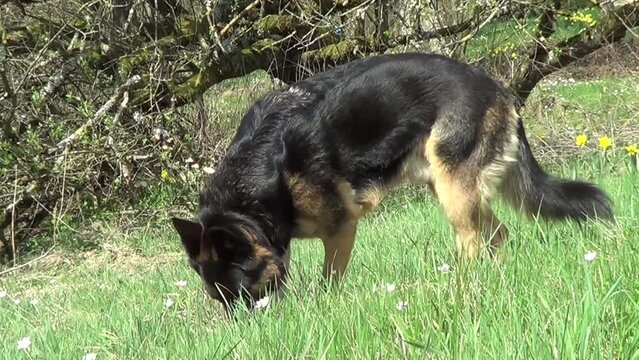 Hund schnuppert im Gras