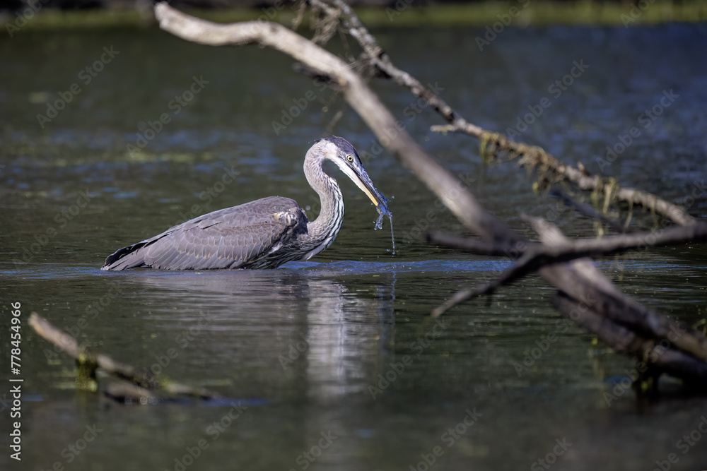 Wall mural Great Blue Heron (Ardea herodias)  is the largest American heron 