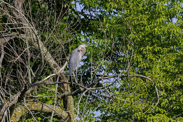 Great blue heron (Ardea herodias) on the tree