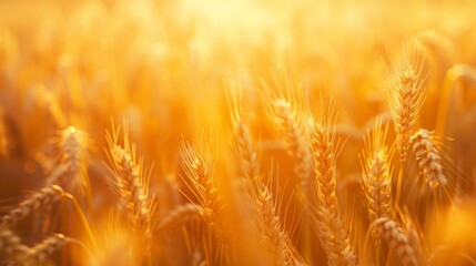 Close Up of a Field of Wheat
