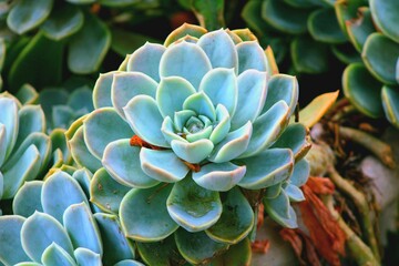 close up of succulent plant