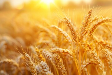 Sunlit Wheat Field Close Up