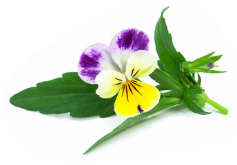 viola tricolor flower - 778457589