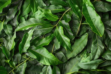 Fresh Indian Curry Leaves - Close-Up Image of Aromatic and Fragrant Neem Leaf, a Popular Ingredient and Spice in Indian Cuisine - obrazy, fototapety, plakaty