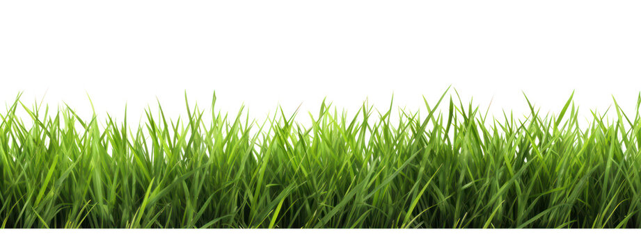 Fresh green grass isolated against a transparent background