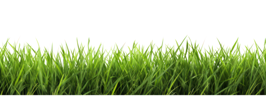 Fresh green grass isolated against a transparent background