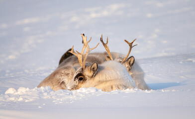 Two reindeer huddled together in the snow in Svalbard