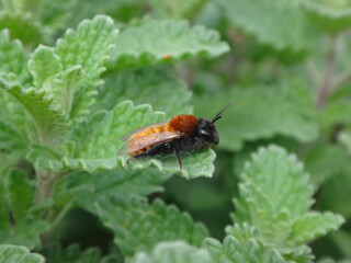 Tawny mining bee (Andrena fulva), female resting on catmint leaves