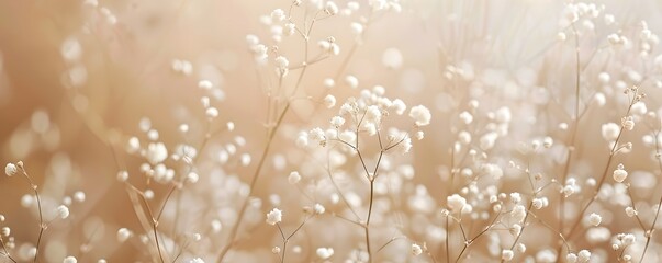 Subtle Babys Breath Blooms Gracefully on Beige Monochrome Backdrop