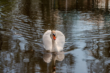 Swan on lake