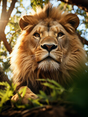 Naklejka premium Lion face