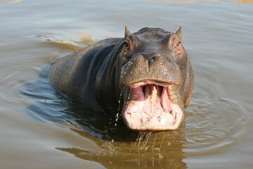 Hippo feeding in water on a sunny day