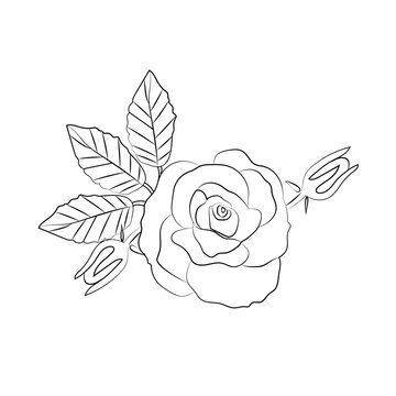 Abstract rose flower. vector illustration botanical elements design,black and white rose flower botany design.