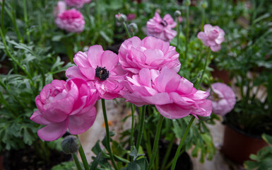 Ranunculus asiaticus or Persian flower red, yellow flowers. Many flowers for Women's Day. Flower for Mother's Day.Persian buttercup.