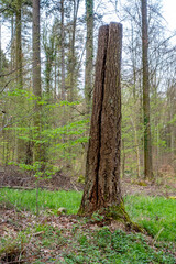 Frisch gefällte Bäume im Mischwald