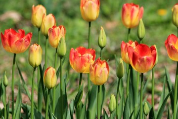 Multicolored tulips in a flower bed on a blurred background